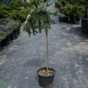 Smrek pichľavý (Picea pungens) ´GLAUCA GLOBOSA PENDULA´ - 70-100cm, kont. C5L – na kmienku